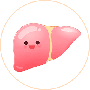 Healthy liver function